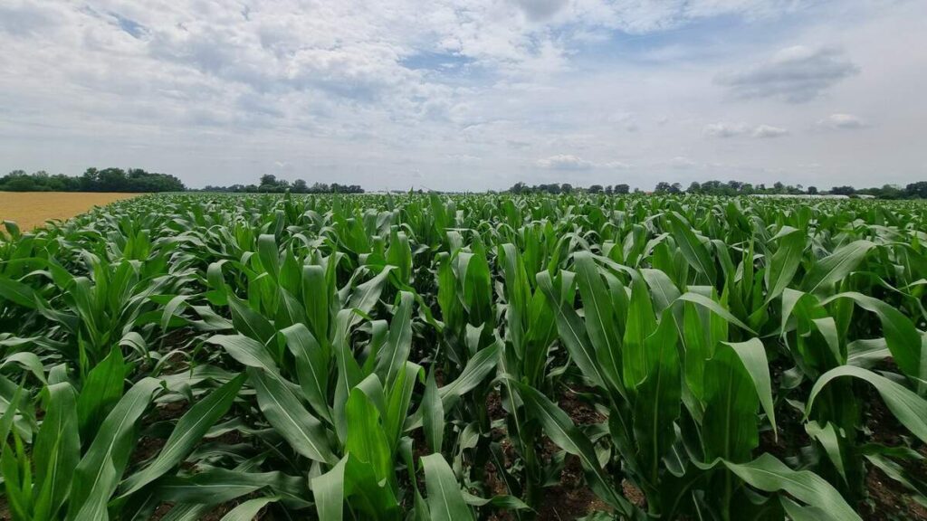 balkan-agro-consult-about-us-2