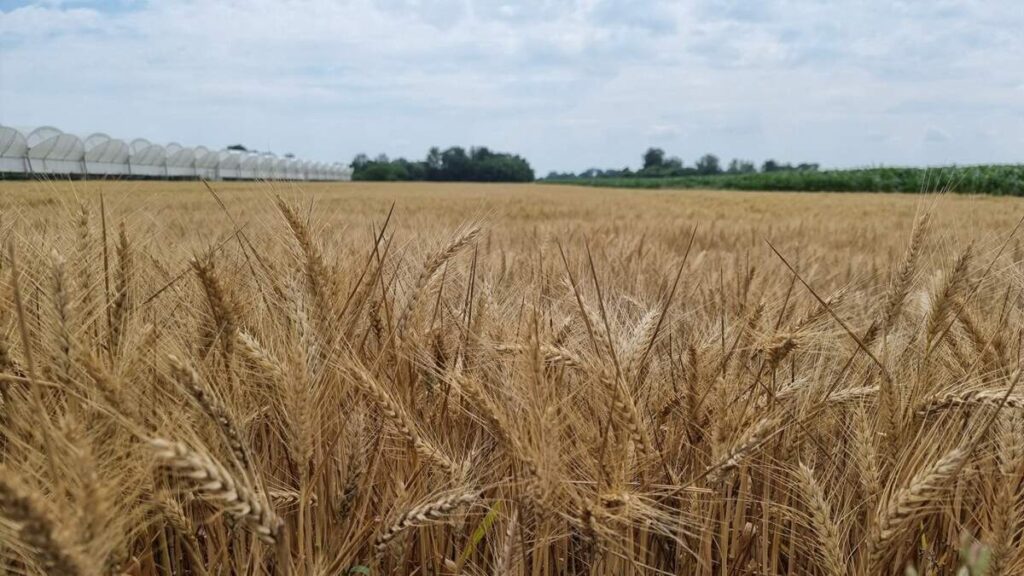 balkan-agro-consult-o-nama-3