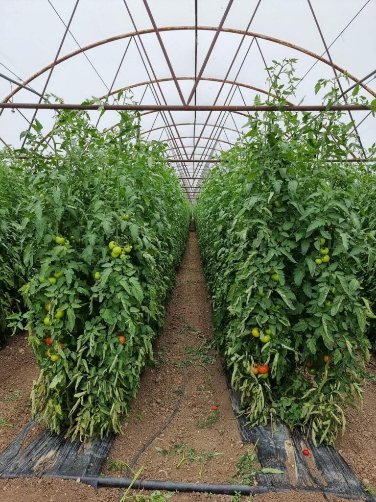 balkan-agro-consult-services-4