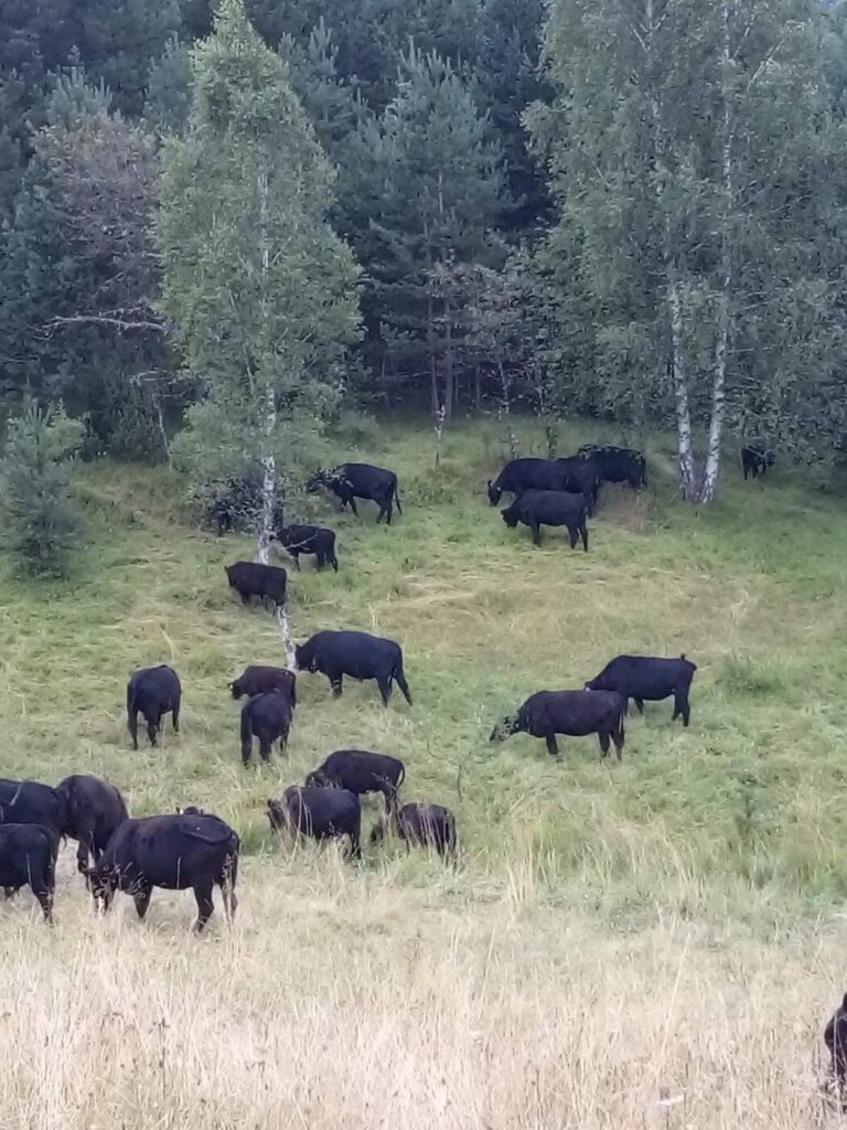 balkan-agro-consult-usluge-2